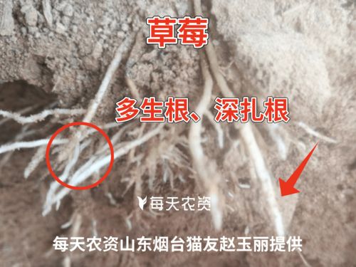 一招教你如何辨别好根 坏根,秒变 识根专家