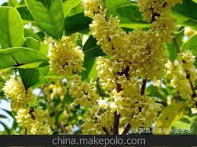 桂花树盆价格 桂花树盆批发 桂花树盆厂家
