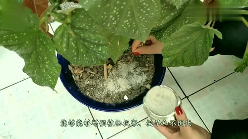 这种东西撒在花盆的土壤里,比什么都好使,一起来看看吧