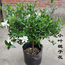 鲜花速递 花卉仿真 绿植园艺