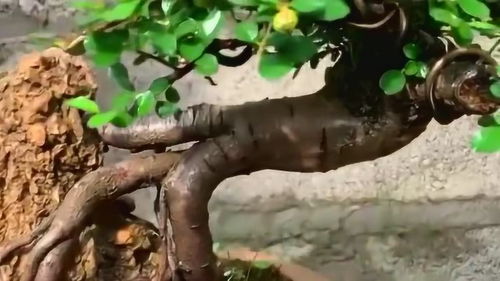 这盆植物有点神奇,树根抱着一块石头,居然还能生长的这么旺盛