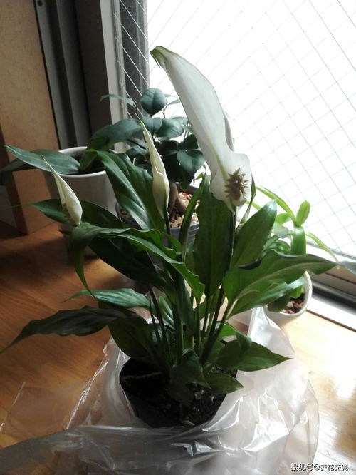 春季植物换盆指南,是带土换盆,还是适当去掉旧土呢