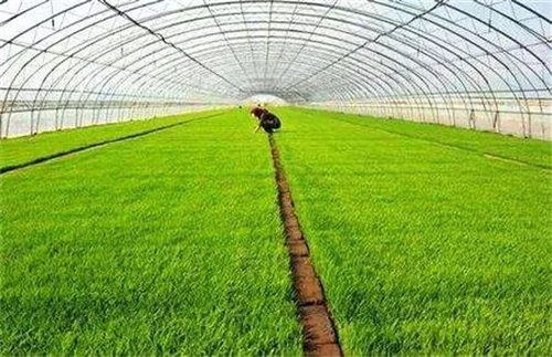 备战春耕 2023年水稻育苗9问9答