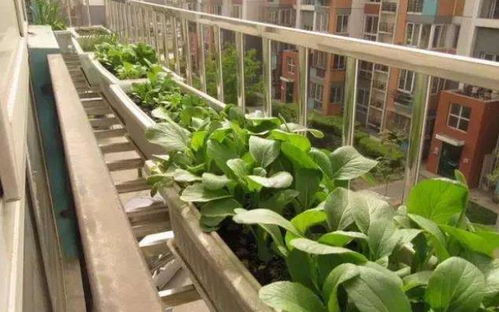 营养土种菜的正确使用技巧、营养土种菜的正确