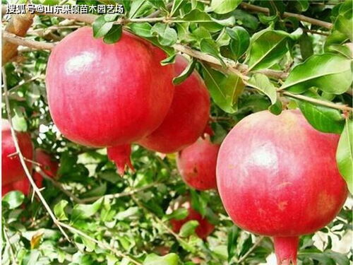 软籽石榴品种介绍软籽石榴树冬季防冻措施