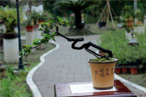金弹子老桩盆景什么时候移栽繁殖最好发芽
