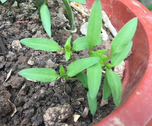 发芽速度最快的3样蔬菜,现在阳台种几盆,2个月后果实累累