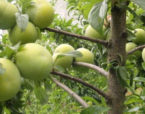 蜂糖李的种植对海拔有什么要求 蜂糖李高产科学管理方法