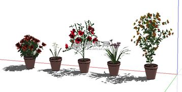 花盆植物设计图