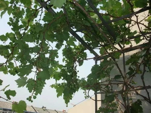 阳台上怎么种植葡萄树