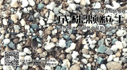 精选 不知道多肉用什么土最好 保水透气的颗粒土就是你的不二之选