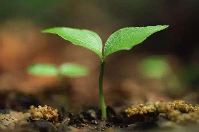 土壤中的有机质对植物很重要,如何补充土壤中的有机质