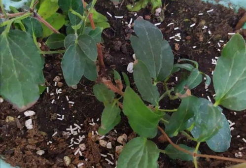 花盆里出现小黑飞怎么办 只用2招,全部清除干净