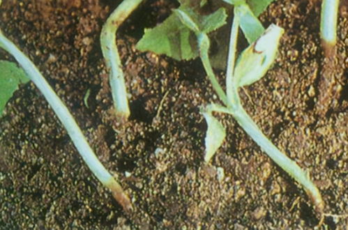 生物菌有多重要 改良土壤 促进生长 植物诱抗,你会使用吗