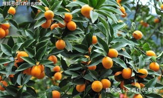金桔开花期怎么管理-金桔开花期间管理