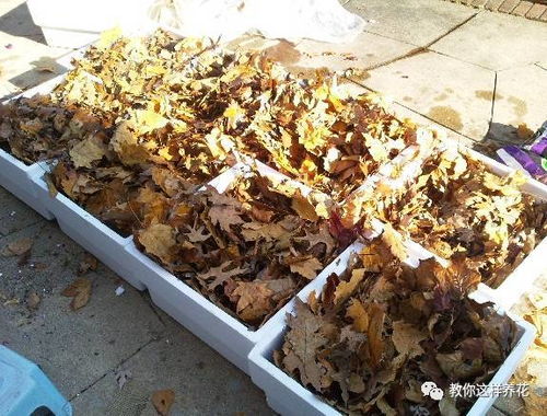 自制4种营养土,再也不板结烂根,大白根能挤破盆