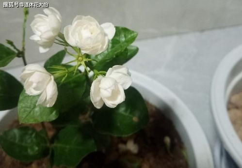 做好这5点,养茉莉不愁开花周期短 量少