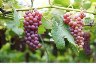 怎样种植葡萄树视频、怎么种葡萄树苗视频