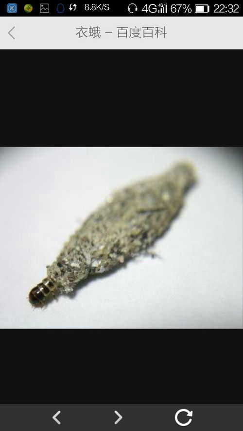 有关吃衣服飞蛾的虫子 