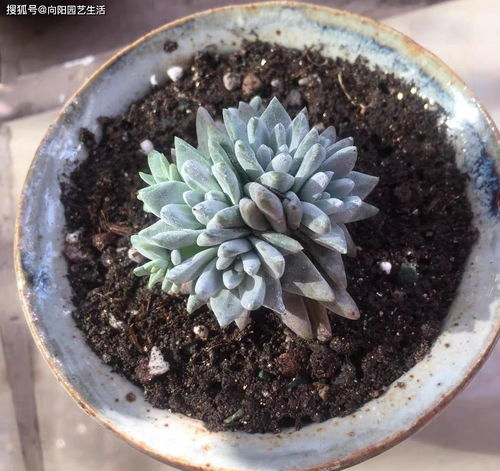 都说椰糠土好用,是真的吗 种花行,种多肉不行,容易烂根