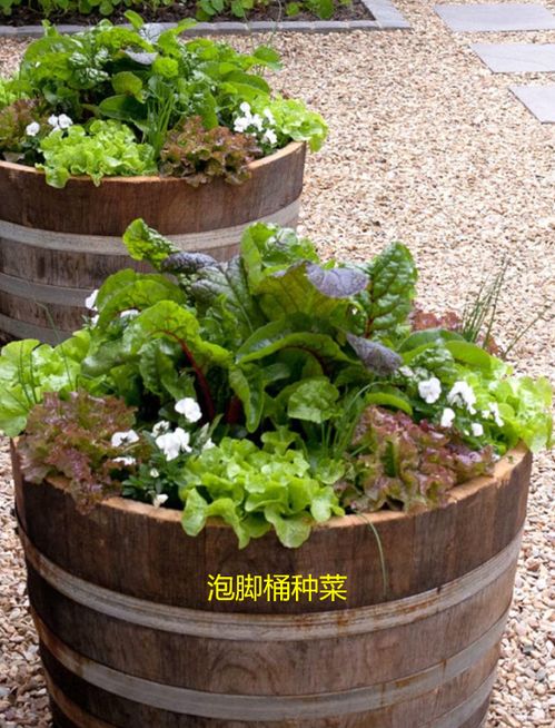 我家婆婆太有创意了,泡脚桶坏了放在院子种菜,颜值不输花盆