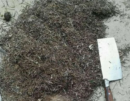 农村人养兰花,植料没那么讲究,兰花一样长得靓
