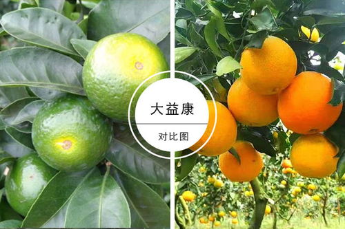 柑橘膨果着色用什么药 柑橘着色用什么叶面肥