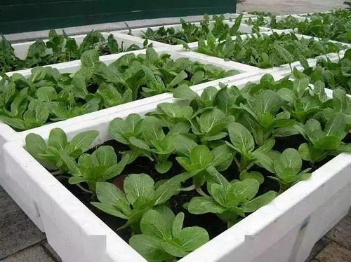 泡沫箱种菜,能吃 养眼 好养活