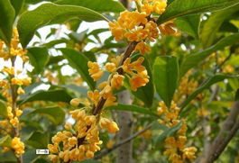 常年土球桂花苗 桂花树苗 桂花小苗 桂花苗木价格及规格型号