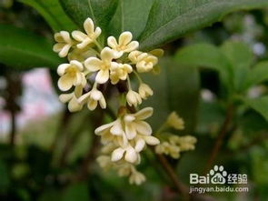 盆栽桂花能用营养土吗