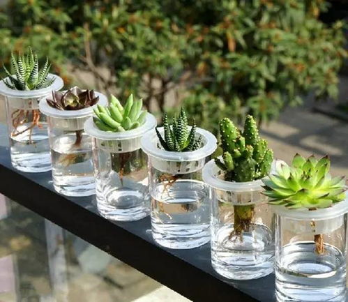 多肉植物水培的方法 步骤及养护方法