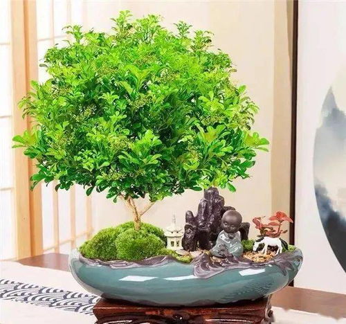 新手养花一定要知道的小技巧,赶紧get起来吧