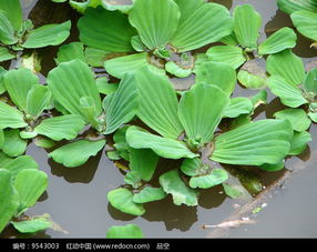 天南星科植物配土—天南星科植物用什么肥料