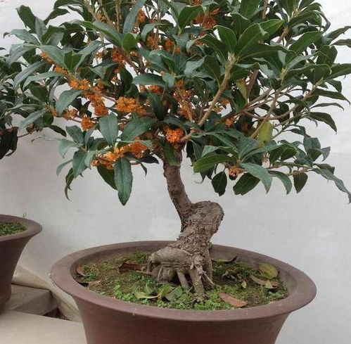 如何让桂花盆栽长得快多开花 紧抓7点,植株猛窜个 砰砰冒花