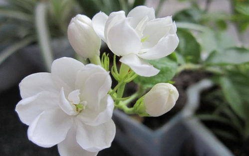 茉莉花喜欢什么土质的土壤,茉莉花喜欢黄土还是