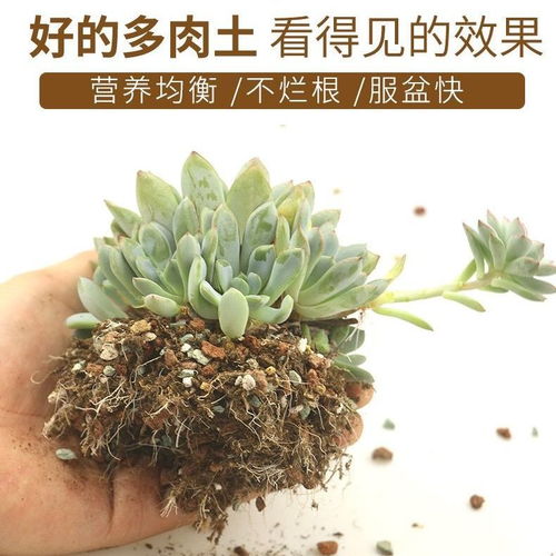 进口多肉土植物专用营养土多肉颗粒土肉肉土叶插换盆土泥炭土包邮
