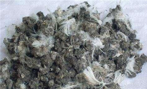 这3种花肥别嫌 脏 ,花土里埋一点,不怕养花养不好