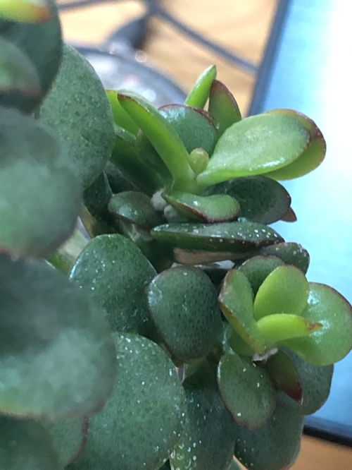 玉树茎上有白虫怎么办