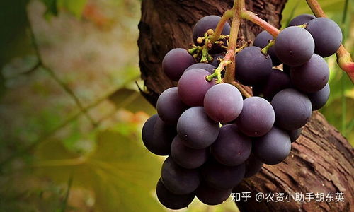 葡萄根腐病怎么治最见效 枯萎黄萎病怎么用药 黄叶死苗用根小子防治 