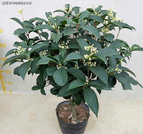 你家桂花开了吗 又是一年桂花开,花香味道很浓,越养越喜欢
