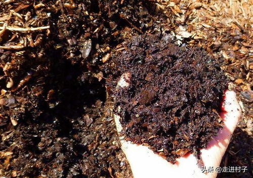 腐叶土也可以自己发酵,这三种方法掌握好,用不完的腐叶土