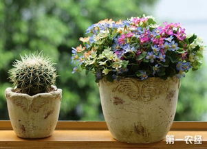 花盆里有小飞虫怎么办