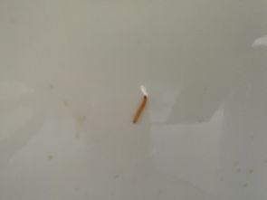 厨房和餐厅墙上出现这种蠕动的红白色小虫,1厘米左右,求解 