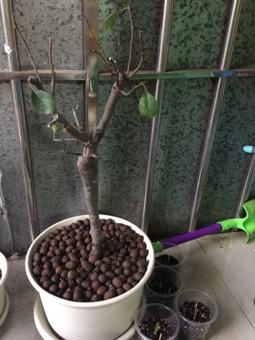 养花土里掺陶粒好吗,花盆陶粒可以混合土里种花