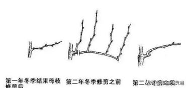 冬天葡萄不落叶,你该这么剪 葡萄冬剪到底在什么时候