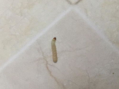 家里厨房出现白色蠕动的虫子,有图