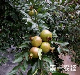 第一年石榴树怎么剪枝—石榴树一年剪几次枝