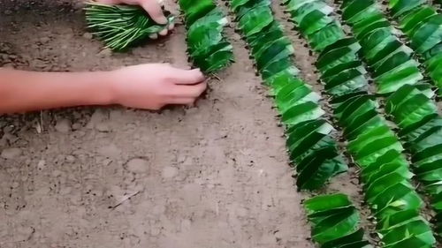 营养土一浇水就流光了