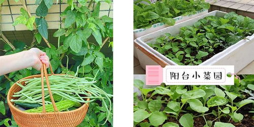 阳台变成菜园是一种什么体验 看完惊呆了