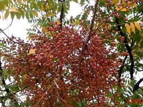 木本植物用什么土栽种;木本植物用什么土栽种最